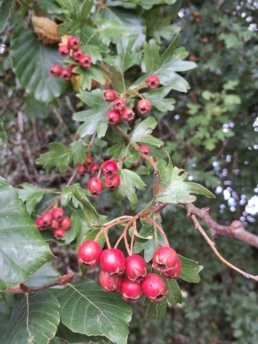 common hawthorn