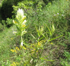 Melampyrum argyrocomum