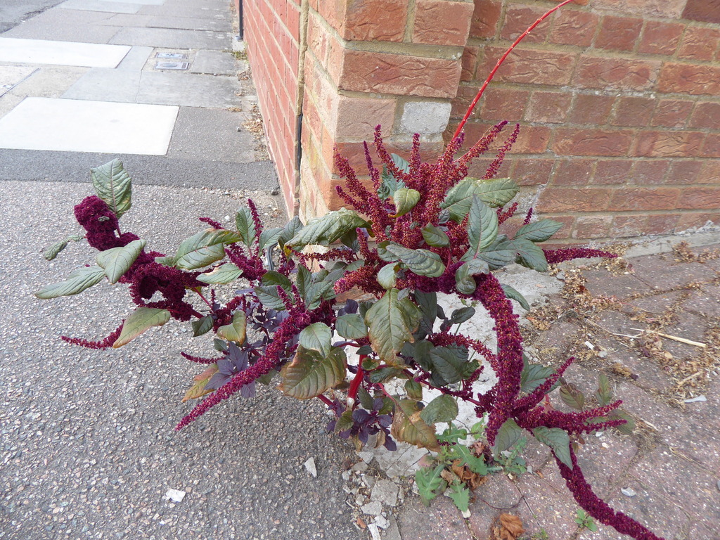 Amaranthus cruentus; photograph (c) jamie-aa, some rights reserved (CC BY)