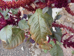 (c) jamie-aa, some rights reserved (CC BY) Amaranthus cruentus, photograph (c) jamie-aa, some rights reserved (CC BY)