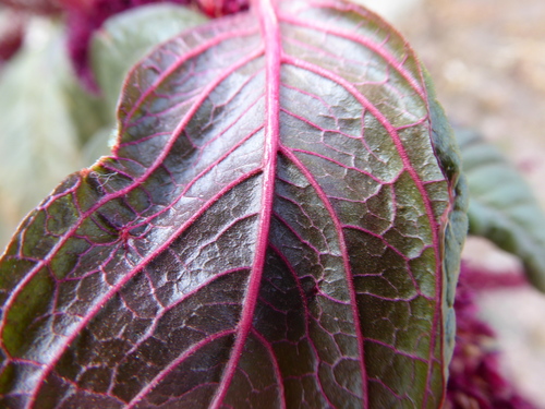 Amaranthus cruentus, photograph 5