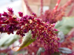 Amaranthus cruentus, photograph (c) jamie-aa, some rights reserved (CC BY)