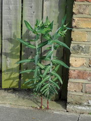 Euphorbia lathyris