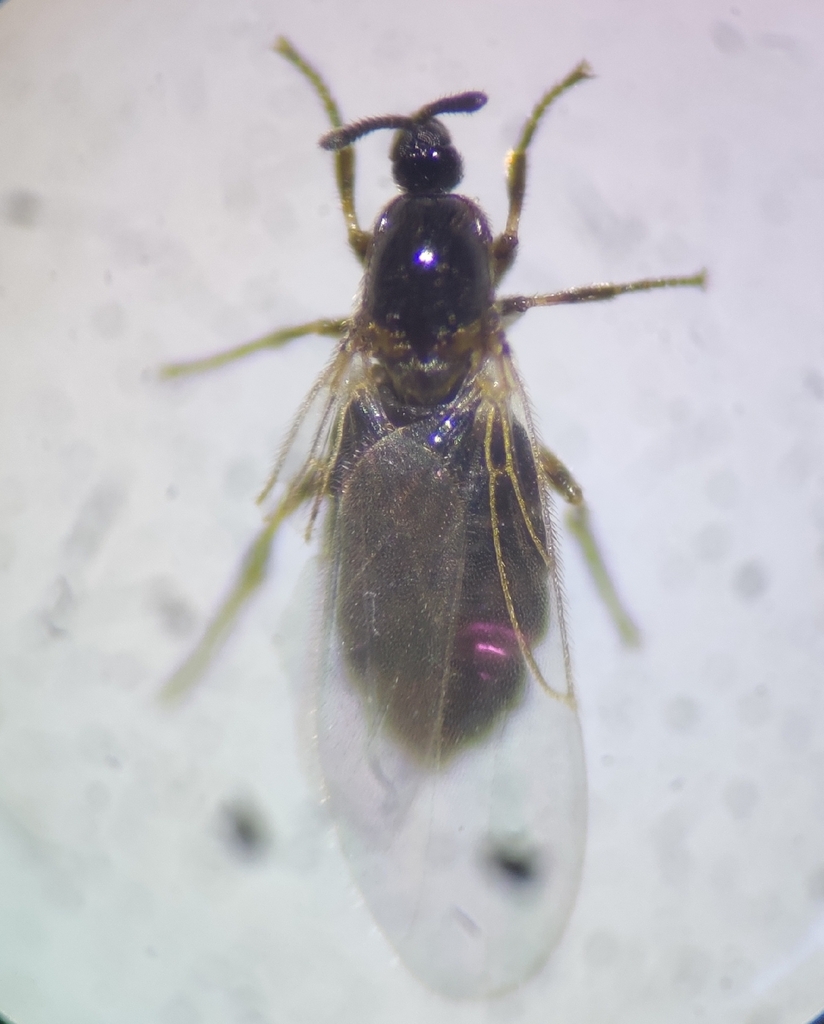 Anapausis inermis