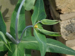 Euphorbia lathyris