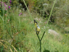 Libelloides rhomboideus