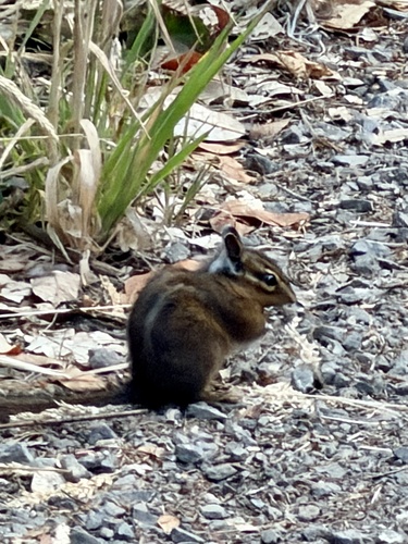 Yellow-cheeked Chipmunk observed by ajsherman