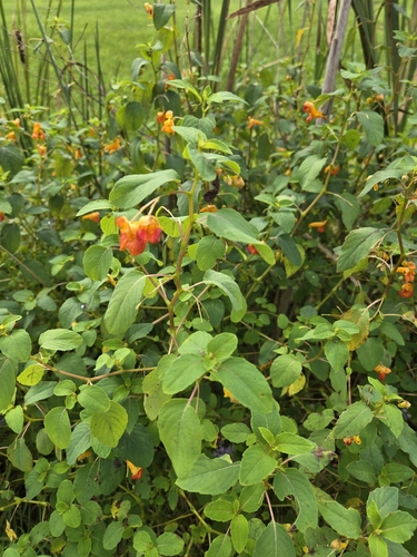 common jewelweed