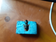 Grammognatha euphratica