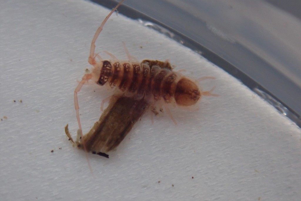Ianiropsis