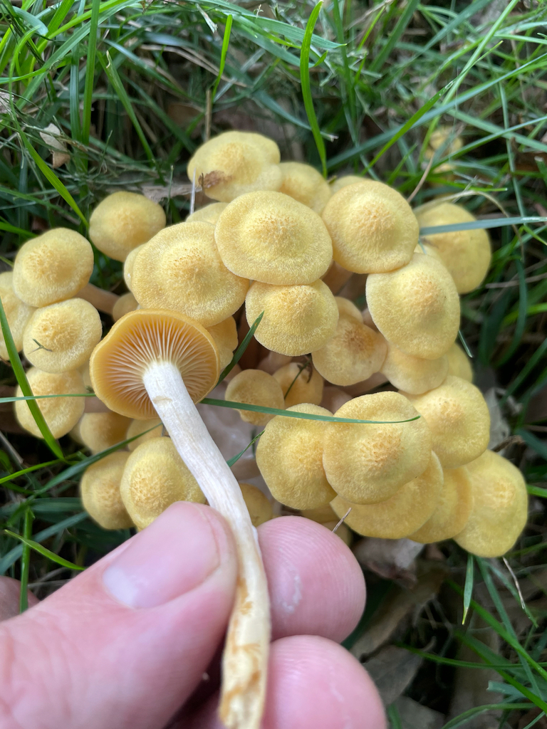 Ringless Honey Mushroom · August 2026 · photo: Photo: no rights reserved · iNaturalist