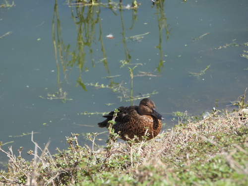 iNaturalist observation photo of Cinnamon Teal