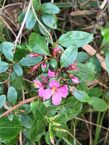 Monochaetum myrtoideum