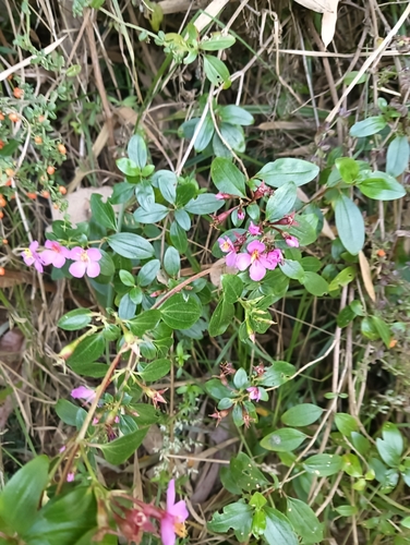 Monochaetum myrtoideum, photograph 2