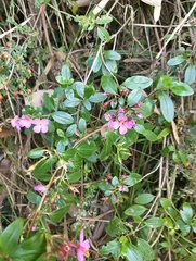 Monochaetum myrtoideum, photograph author not stated, no rights reserved