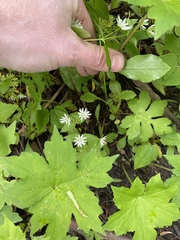 Stellaria corei