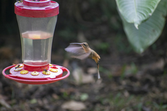 Phaethornis koepckeae
