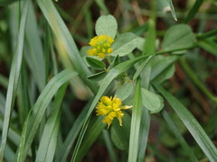 Trifolium dubium