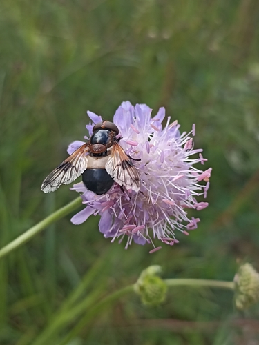 Pellucid Hover Fly