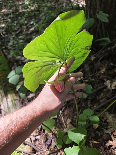 Trillium cernuum, photograph 4