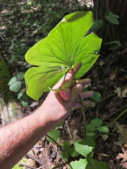 author not stated, no rights reserved Trillium cernuum, photograph author not stated, no rights reserved