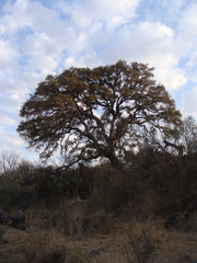 Quercus castanea