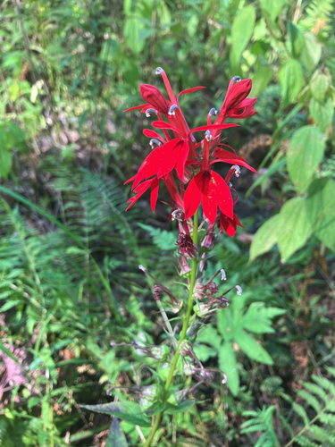 cardinal flower