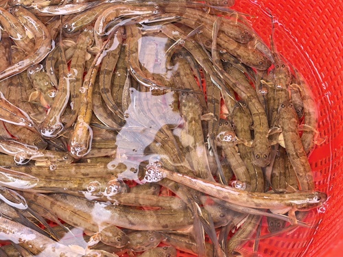 Parapocryptes serperaster