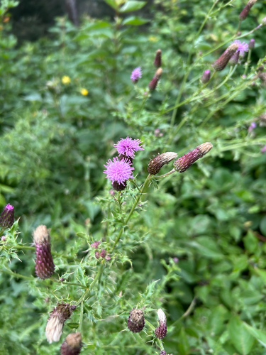 creeping thistle