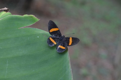 Panara
