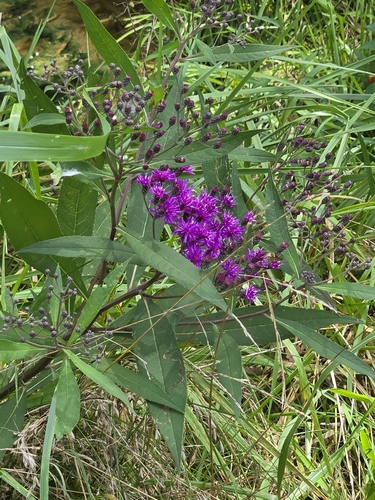 Tall Ironweed
