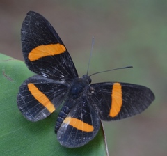 Panara