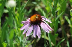 Echinacea angustifolia