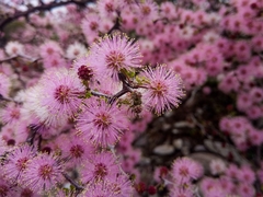 Mimosa depauperata