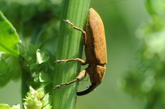 Lixus concavus