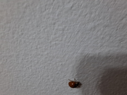 Asian Lady Beetle
