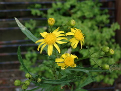 Senecio squalidus