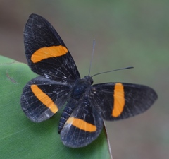 Panara