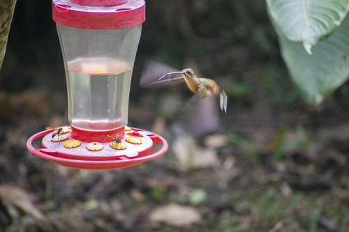 Koepcke's Hermit (Phaethornis koepckeae), photo 3