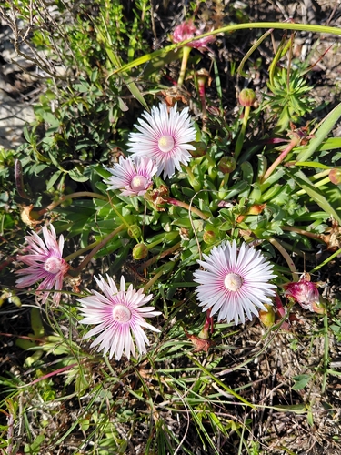 Acrodon bellidiflorus