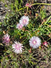 Acrodon bellidiflorus, photograph (c) Brian du Preez, some rights reserved (CC BY-SA)