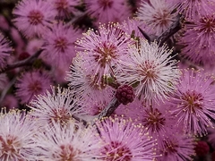 Mimosa depauperata