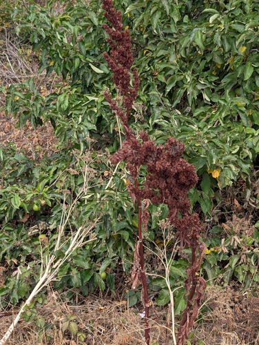 Rumex cristatus, photograph 6