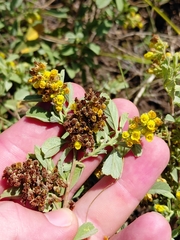 Hermannia holosericea
