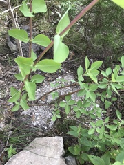 Lonicera albiflora