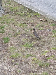 Turdus migratorius