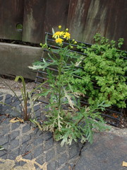 Senecio squalidus