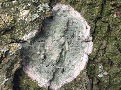 Phlyctis argena