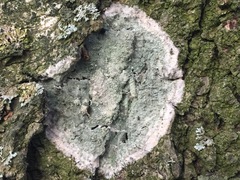 Phlyctis argena