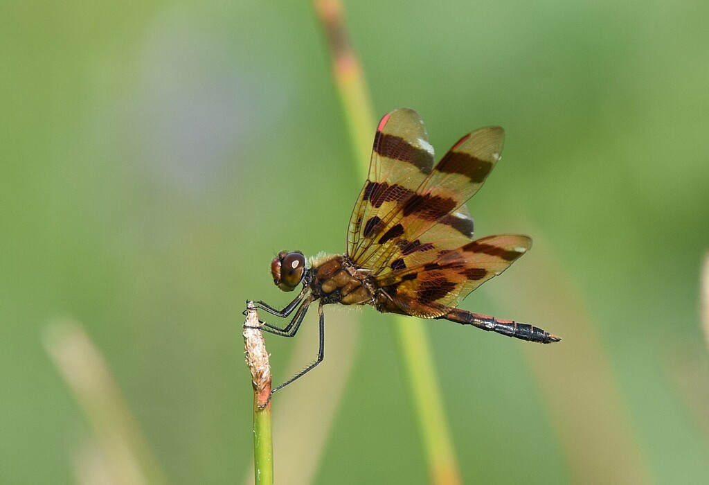 Halloween pennant (Celithemis eponina)